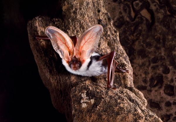 34張罕見動物照：烏龜衝上岸把鳥兒拖下水，山羊大口吞食小雞仔