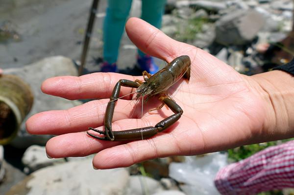 河蝦:30年前河裡多到成災,常撈來餵鴨,如今成稀罕貨,38元1斤 河蝦:30年前河裡多到成災,常撈來餵鴨,如今成稀罕貨,38元1斤