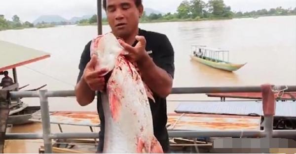 湄公河上玩命的捕魚人：在洪流中捕巨魾，一條能賣上萬元！紀錄片
