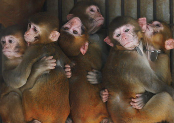 美國實驗室猴子逃出，至今仍有一隻&OpenCurlyDoubleQuote;在逃&rdquo;，警方火速提醒