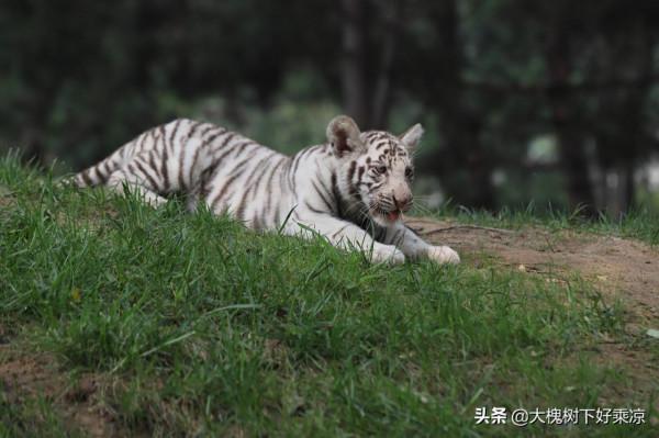 北京野生動物園的小老虎太萌、太可愛