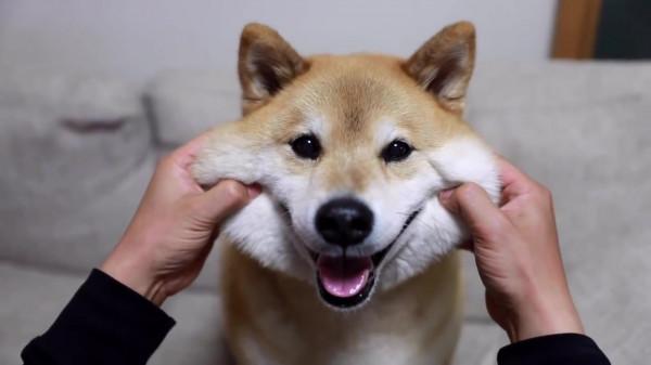 純種狗和串串狗有哪些區別？養過的人才知道