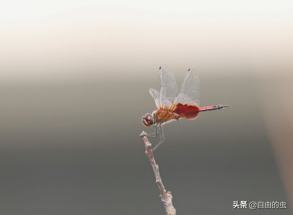 蜻蜓目之華斜痣蜻
