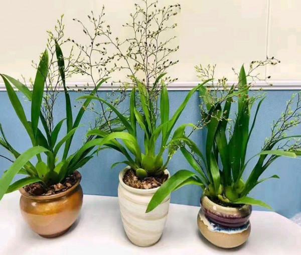 38種超級耐陰的花,沒光也能養爆盆,養在陽臺客廳超有範兒 38種超級耐陰的花,沒光也能養爆盆,養在陽臺客廳超有範兒