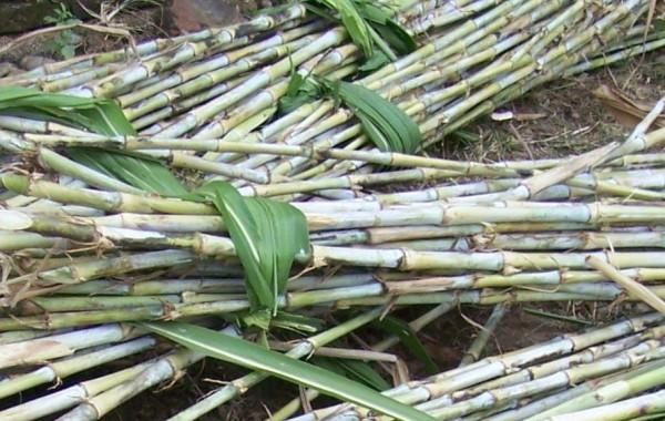 株高7米,畝產30噸,能收割15年的牧草,用來養豬能省不少飼料錢 株高7米,畝產30噸,能收割15年的牧草,用來養豬能省不少飼料錢