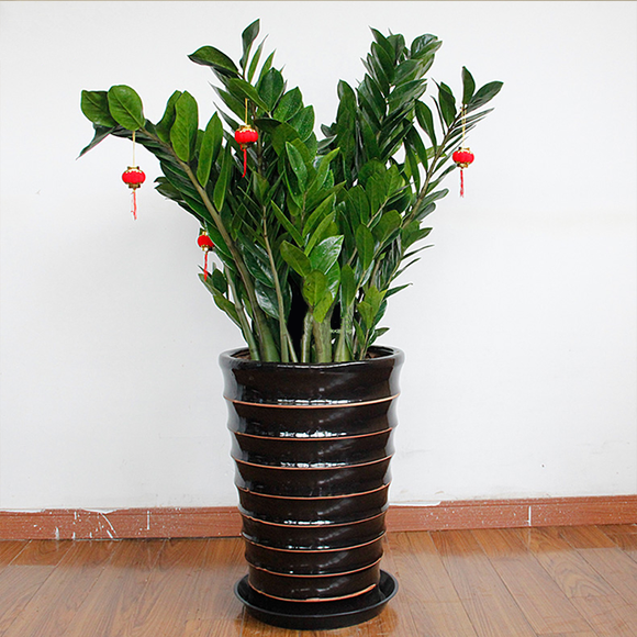 40款超治癒的家居綠植，20種大型的，20種小型的