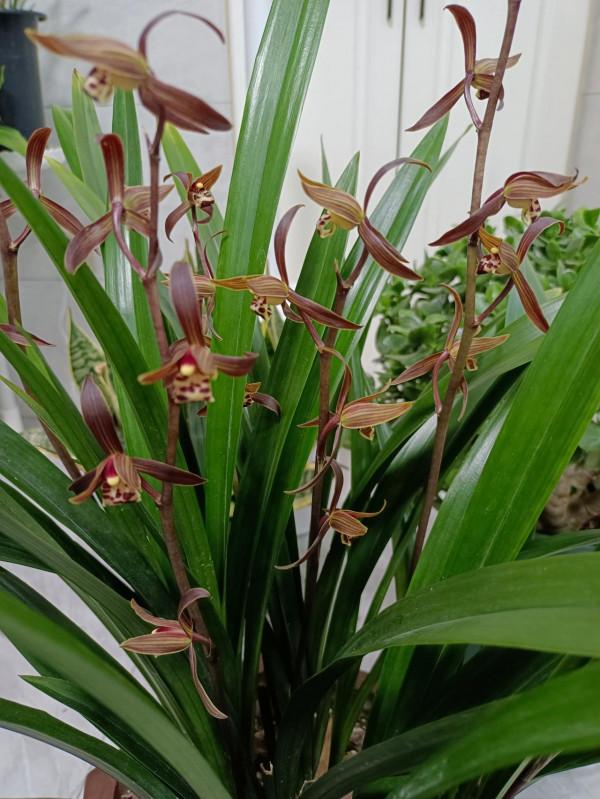 墨蘭開花期養護有方法，花香濃，花期長，花後新芽萌發早