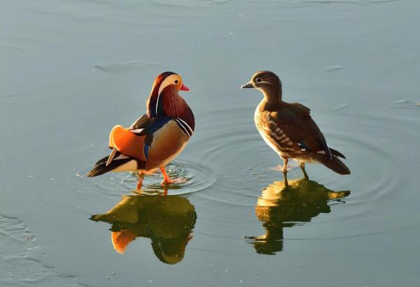 鴛鴦鳥精美圖片