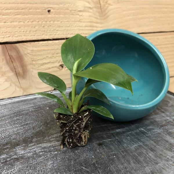 鉑金蔓綠絨是怎麼來的,這種斑斕的觀葉植物要怎麼養好? 鉑金蔓綠絨是怎麼來的,這種斑斕的觀葉植物要怎麼養好?