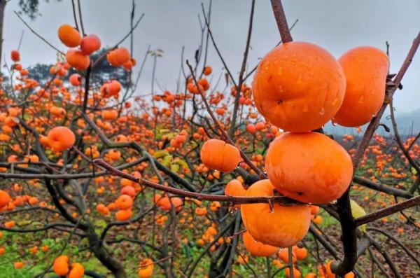 2021“冬遊廣西”正式啟動！