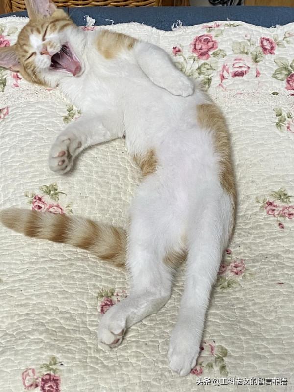 貓在可以安心睡覺的情況下,各種奇奇怪怪的睡姿就出現了 貓在可以安心睡覺的情況下,各種奇奇怪怪的睡姿就出現了