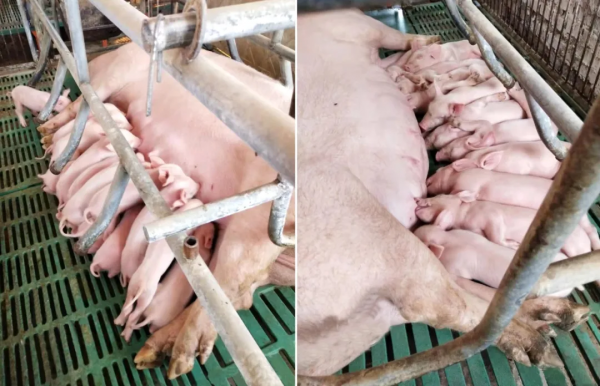 用天兆種豬,他提高了豬場的生產成績 用天兆種豬,他提高了豬場的生產成績