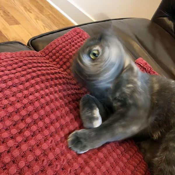 這些奇特的魔性手辦，只有鏟屎官能心領神會