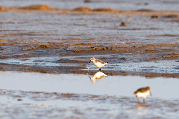 自帶吃飯勺子的小鳥——勺嘴鷸