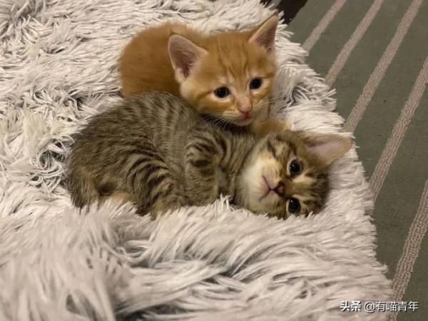 “喜當爹!好傢伙生了8只小奶貓!” “喜當爹!好傢伙生了8只小奶貓!”