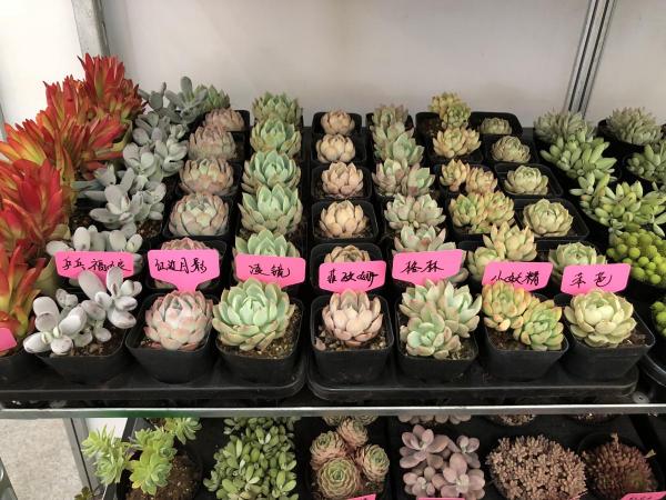 進入花市,不會挑選花卉?新手必備挑選指南,速來檢視 進入花市,不會挑選花卉?新手必備挑選指南,速來檢視