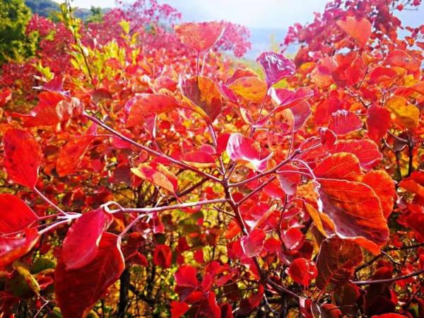 太行山最美的秋色在這裡