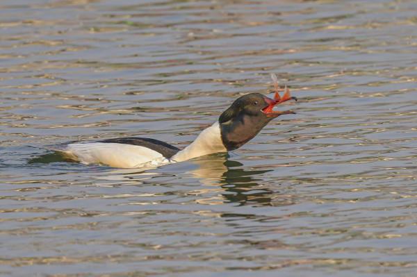 秋沙鴨吃大紅魚的饕餮盛宴