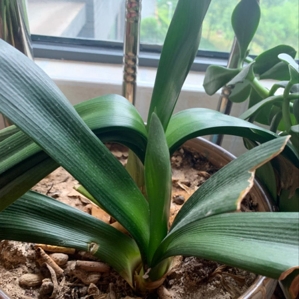 “三角梅用牙膏能爆盆,君子蘭餵雞蛋水”,網傳妙招專坑老實人 “三角梅用牙膏能爆盆,君子蘭餵雞蛋水”,網傳妙招專坑老實人