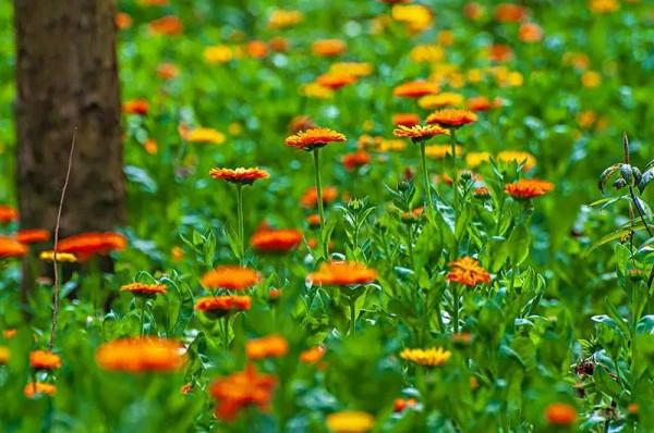 未曾注意金盞菊的美,發現它不僅盛開如花海,還有其他妙用 未曾注意金盞菊的美,發現它不僅盛開如花海,還有其他妙用