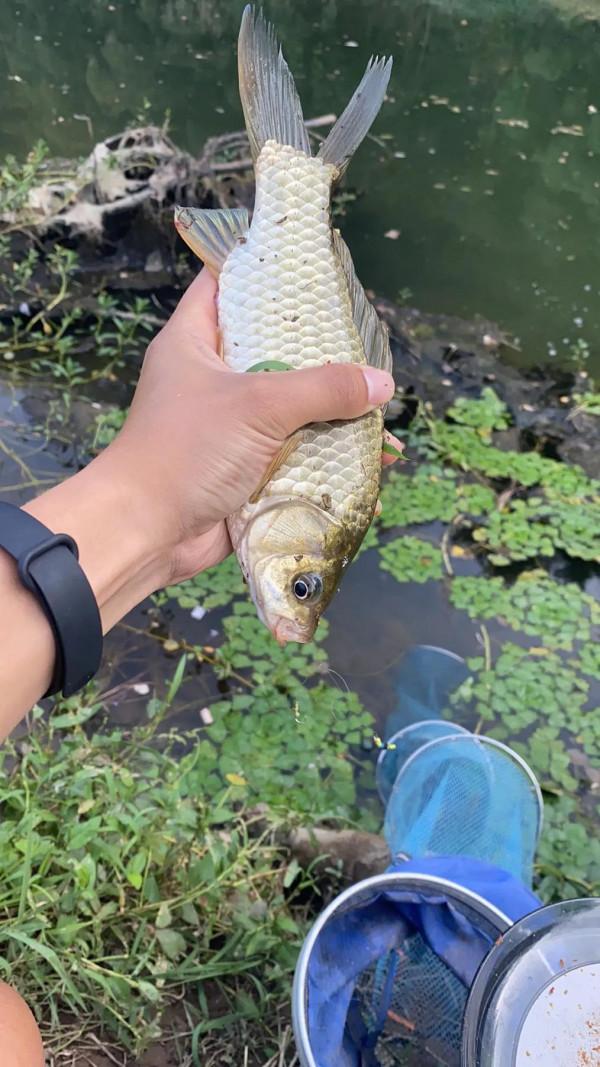 金秋十月野釣大鯽 金秋十月野釣大鯽