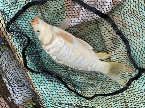 我在喀麥隆釣個魚玩