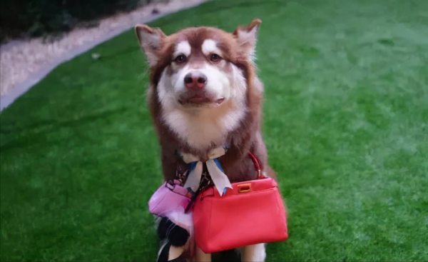 動物世界：從狗生贏家王可可開始，扒一扒各路明星斥巨資養的寵物