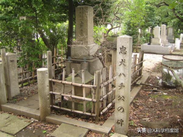 動物比人更深情,面對同伴死去,動物哀悼的方式讓人心酸、淚目 動物比人更深情,面對同伴死去,動物哀悼的方式讓人心酸、淚目