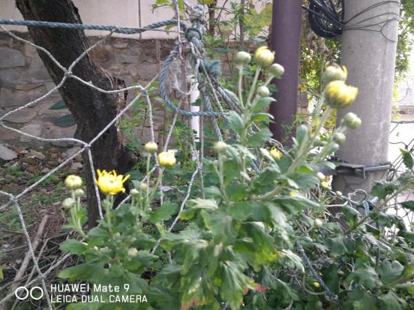 海上山晚秋——贈港校陳君、微友遠洋君