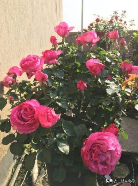 封閉陽臺養月季，高手教你幾招，照樣枝繁葉茂，花開不斷