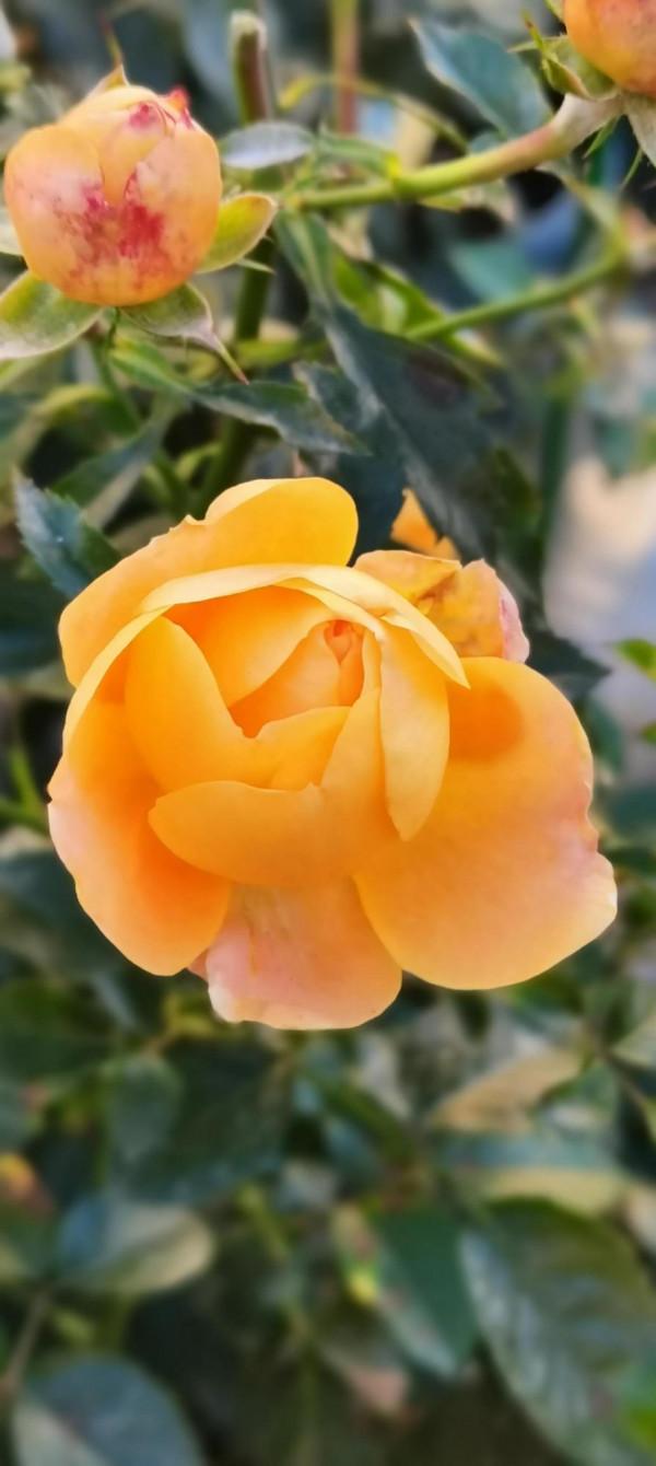 一站有一站的風景，一歲有一歲的悲喜