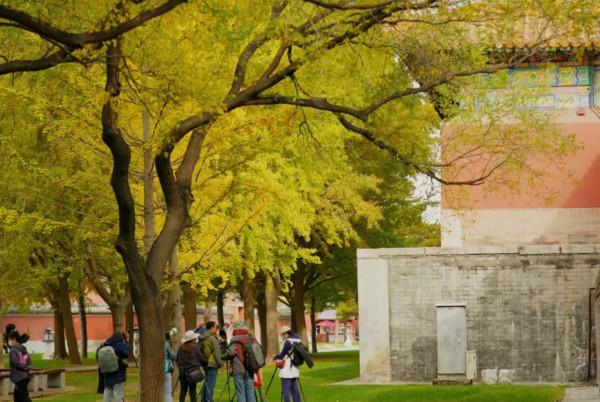 故宮彩葉飄舞,亮出最後的秋日盛裝 故宮彩葉飄舞,亮出最後的秋日盛裝