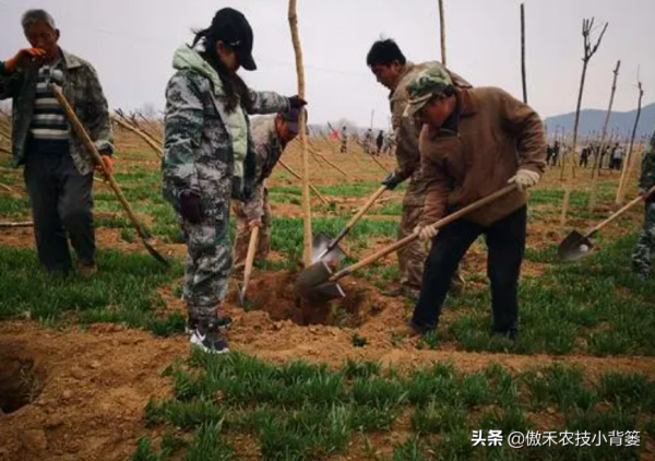 秋季栽種樹木要比春季栽種樹木更容易成活!你知道為什麼嗎? 秋季栽種樹木要比春季栽種樹木更容易成活!你知道為什麼嗎?