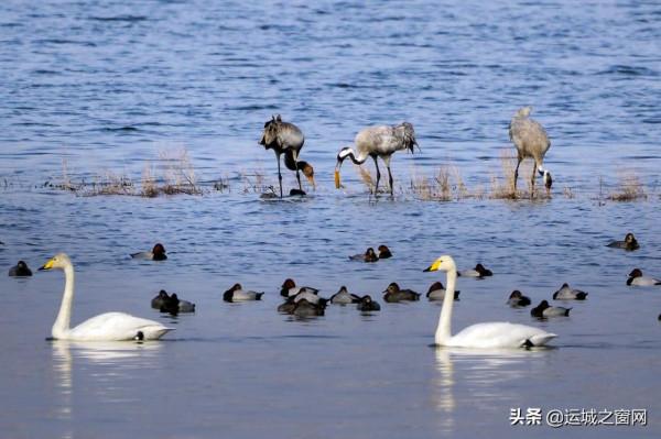 運城鹽湖美成“天鵝湖”