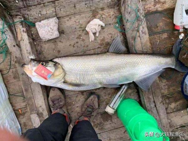 3天釣光一條河,魚沒了人跑了,滅絕性垂釣太可怕了 3天釣光一條河,魚沒了人跑了,滅絕性垂釣太可怕了