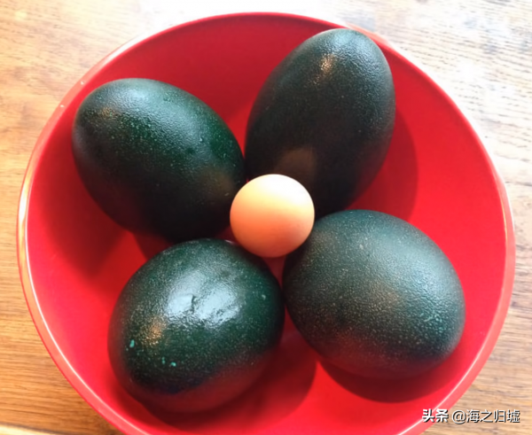 28張關於動物的對比照片,看完又漲知識了 28張關於動物的對比照片,看完又漲知識了