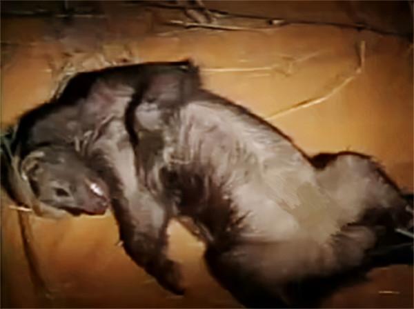 大連蛇島有2萬條劇毒蛇，放幾隻平頭哥上去，能把蛇吃完嗎？