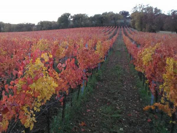 酒莊科普 | 尊崇天然有機的「Raina酒莊」