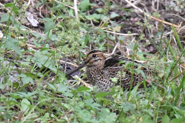 生性膽小的沙錐鳥