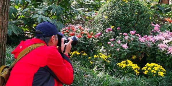 進入最佳觀賞期 進入最佳觀賞期