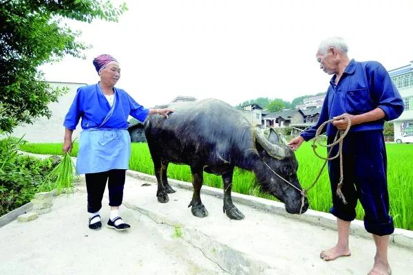 老黃牛被賣到屠宰場，老人不忍心，拿棺材錢贖牛