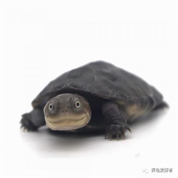 形成龜掉價的這幾個原因,有的確實可以撿漏 形成龜掉價的這幾個原因,有的確實可以撿漏