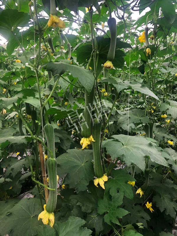 這個絲瓜怎麼種都優秀！賣價和產量都很高