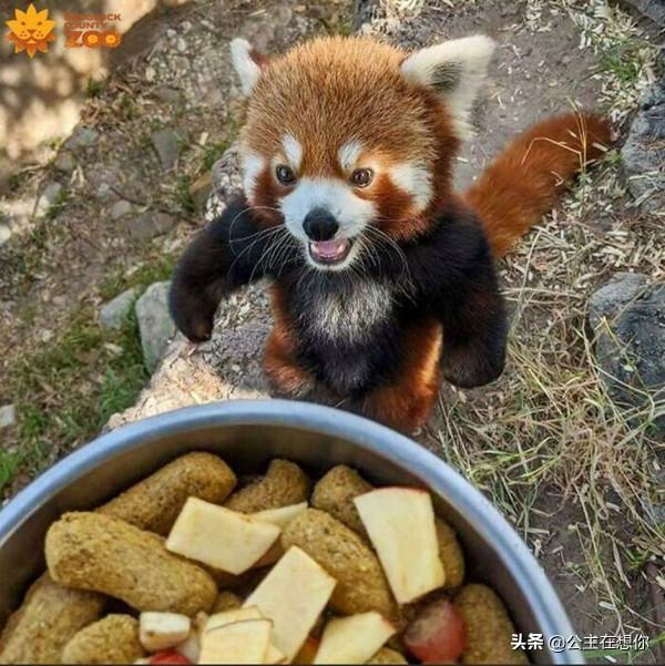 24個&OpenCurlyDoubleQuote;不為人知&rdquo;的動物事實，讓人眼界大開