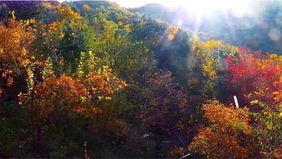 北京香山公園紅葉變色率已達70%！明起可透過北京日報客戶端賞高畫質美景