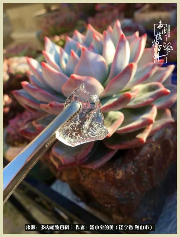 大東北的漫長冬季，我與多肉一起冬眠