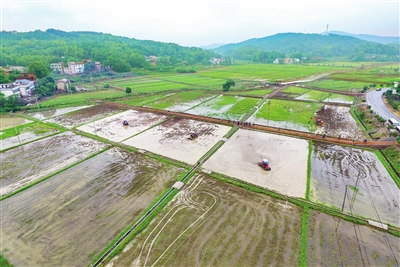 四川發展，高標準農田建設，標準到底有多高？你的家鄉在改造嗎？