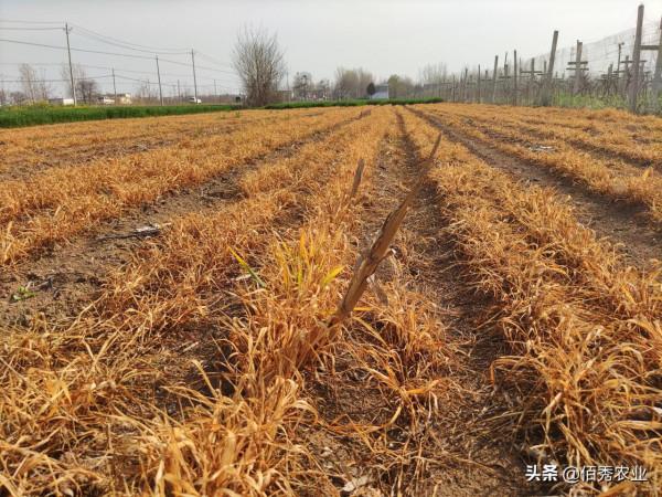 被“妖魔化”的草甘膦，對農作物和土地有副作用，還能放心使用嗎