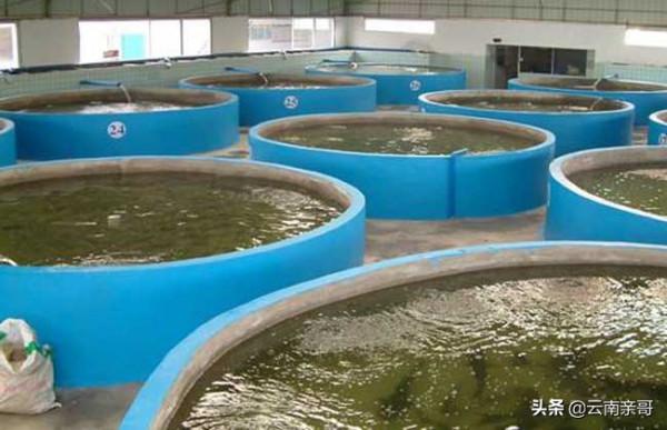 現代的工業化養魚 現代的工業化養魚