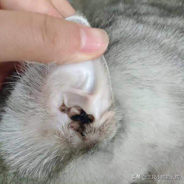 貓咪耳朵油膩、髒汙有異味?三部曲幫你輕鬆搞定 貓咪耳朵油膩、髒汙有異味?三部曲幫你輕鬆搞定